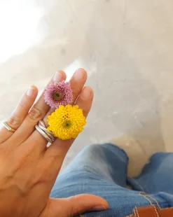Anillo Mus
